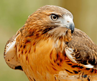 Avian Haven